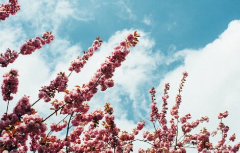 12_nature