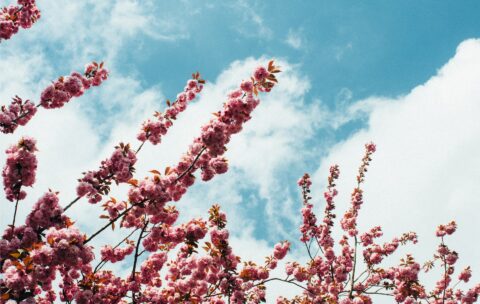 12_nature