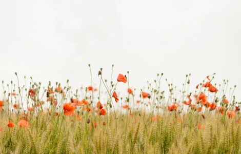 22_nature