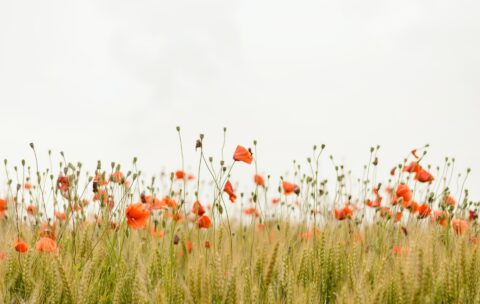 22_nature