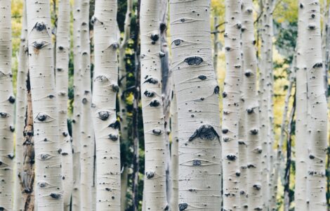 28_nature