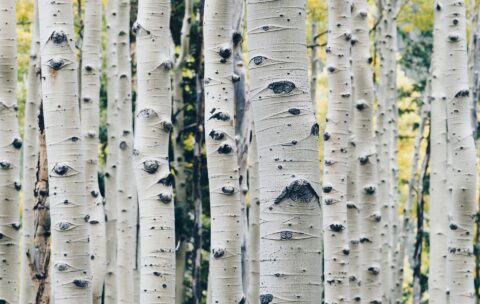 28_nature