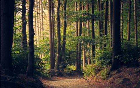 5_nature
